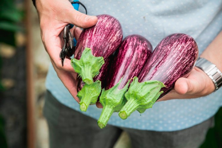 Graffiti aubergines weer bij The Greenery