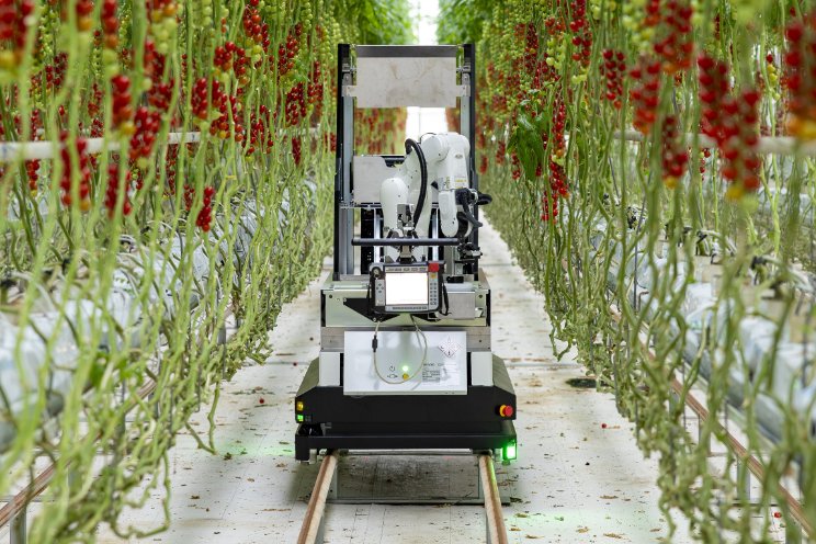 Robot Artemy oogst troscherrytomaten