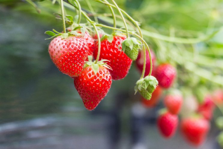 Uitdagingen aardbeienteelt gezamenlijk aangepakt