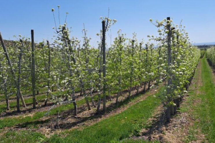 Niet elke vrucht zichtbaar voor fruitplukrobot