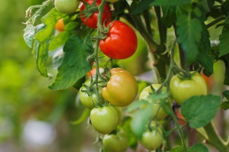 Kroonschimmel in tomaat effectief aanpakken