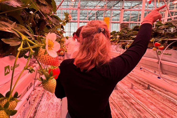 Aardbeien onder LED