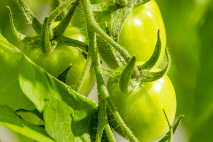 Duur tomatenzaad wekt interesse van criminelen