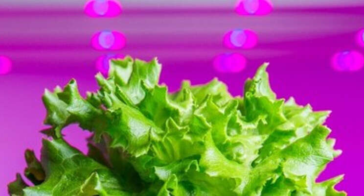 Leer van experts op gebied van Indoor Farming