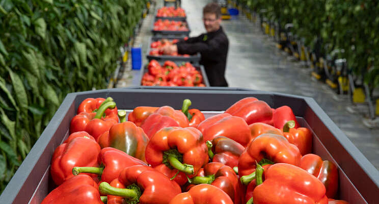 Duurzame paprika's 4Evergreen Terneuzen