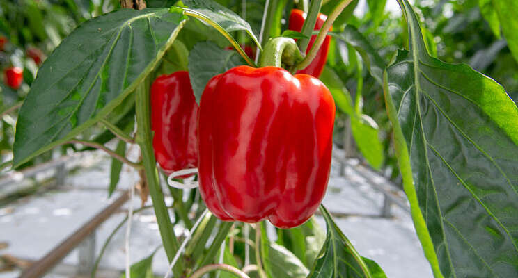 Hogere kwaliteit paprika's dankzij nanobubbles