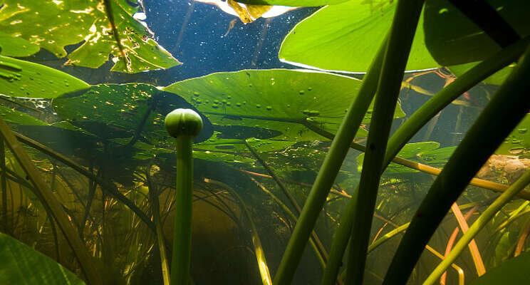 Waterkwaliteit slechter door afname waterplanten