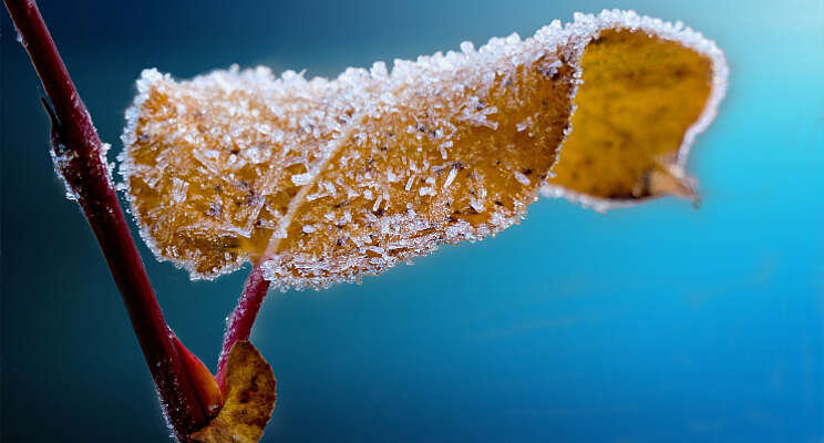 Eerste officile vorst