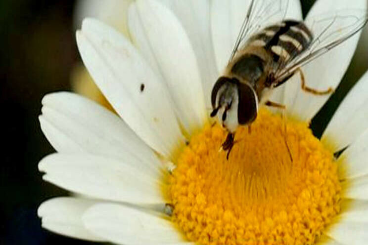 'Natuurlijke vijand maakt chemie vaak overbodig'