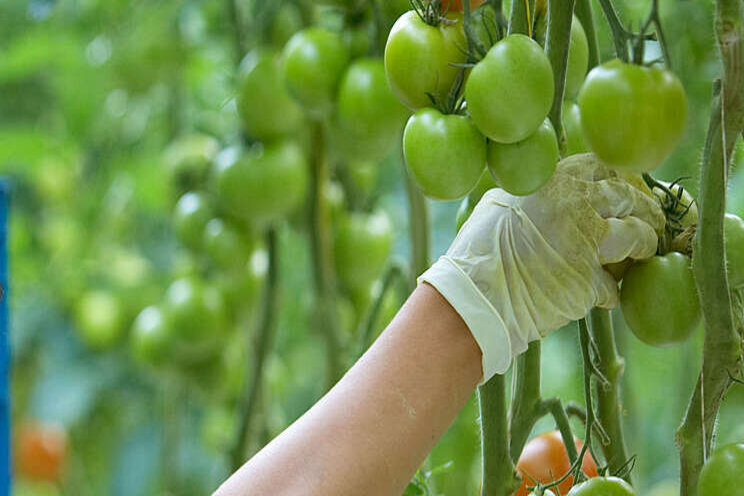 'Snellere Europese toelating biologische middelen'