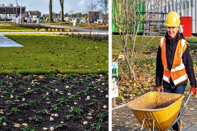 Floriade plant eerste 'Alliums'