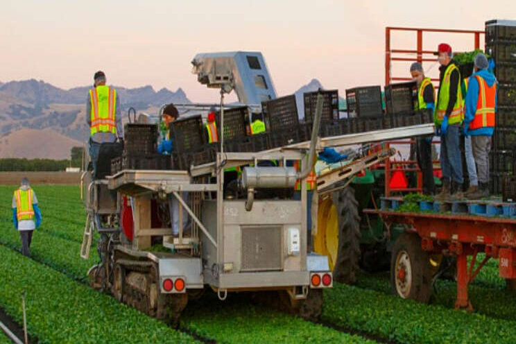 'Versnelde automatisering Europese groenteketen'