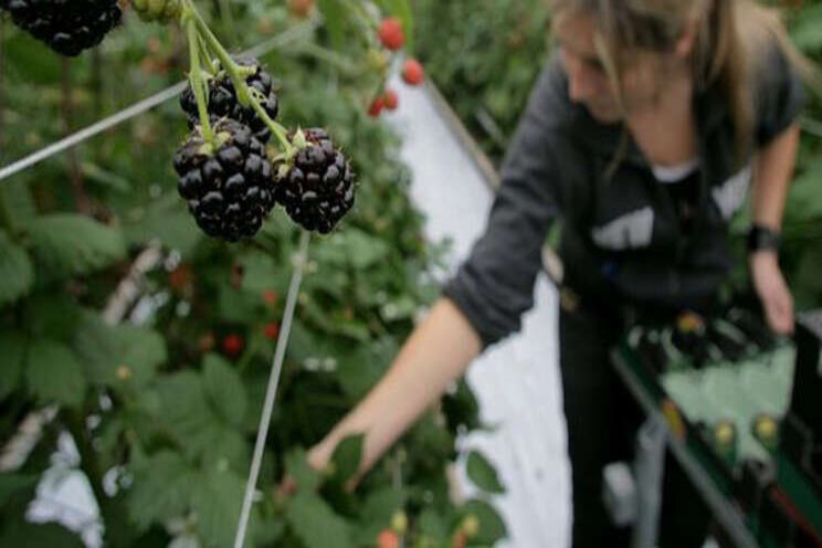 Vrijstelling Tracer voor bedekte teelt bramen