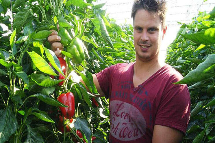 'Oogstprognose paprika nog niet zo eenvoudig'